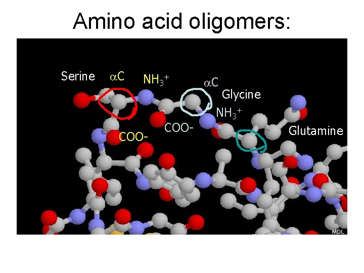 Amino acid oligomers: polypeptides Serine a. C NH 3+ COO- a. C Glycine NH