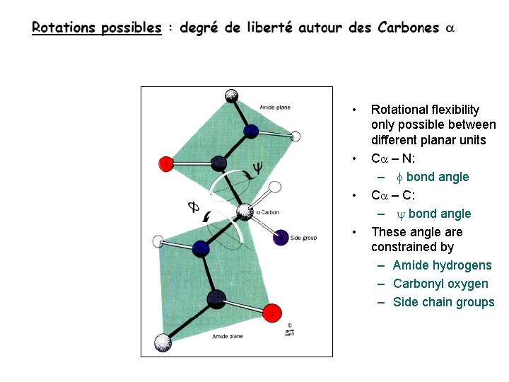  • • Rotational flexibility only possible between different planar units Ca – N: