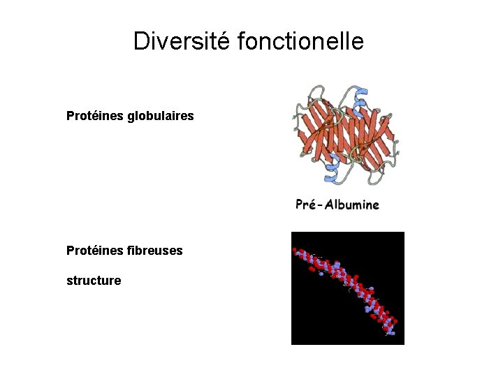 Diversité fonctionelle Protéines globulaires Protéines fibreuses structure 