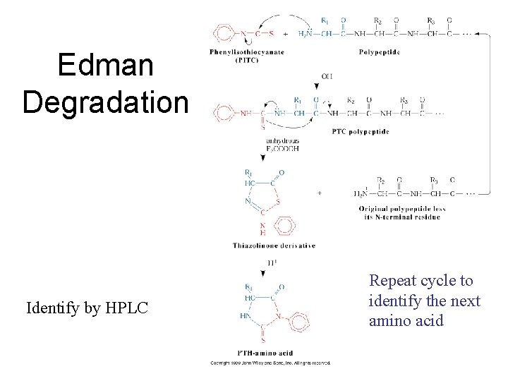 Edman Degradation Identify by HPLC Repeat cycle to identify the next amino acid 