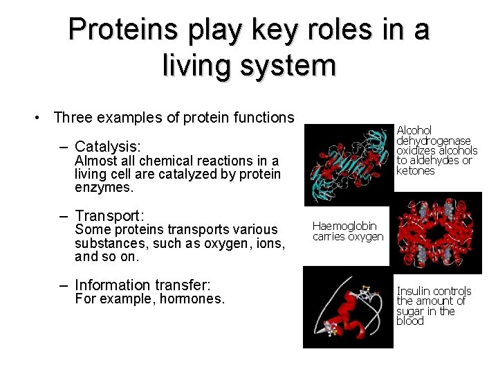 Proteins play key roles in a living system • Three examples of protein functions