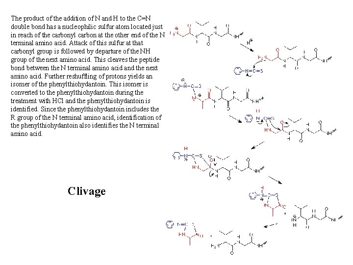 The product of the addition of N and H to the C=N double bond