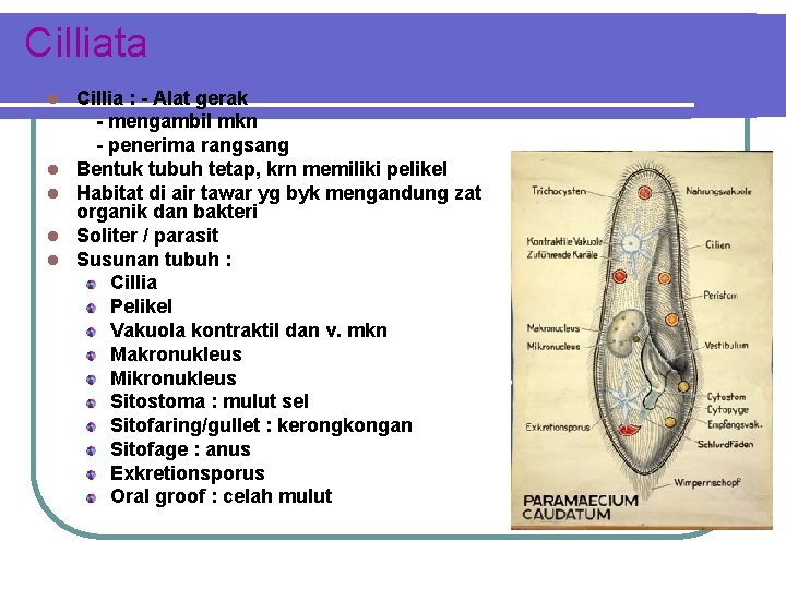 Cilliata Cillia : - Alat gerak - mengambil mkn - penerima rangsang Bentuk tubuh