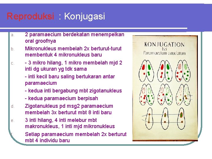 Reproduksi : Konjugasi a. b. c. d. e. f. 2 paramaecium berdekatan menempelkan oral