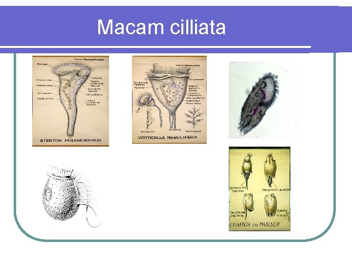Macam cilliata 