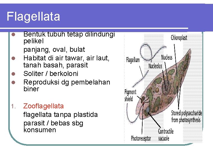 Flagellata 1. Bentuk tubuh tetap dilindungi pelikel panjang, oval, bulat Habitat di air tawar,