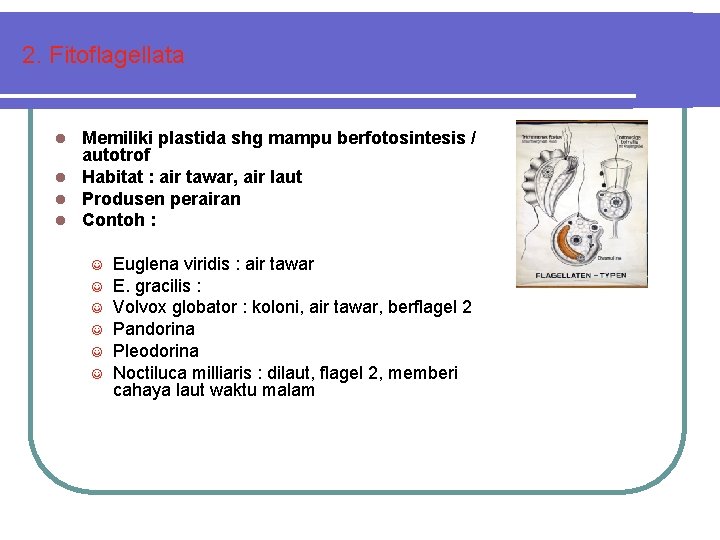 2. Fitoflagellata Memiliki plastida shg mampu berfotosintesis / autotrof Habitat : air tawar, air