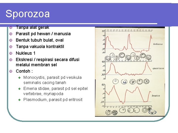 Sporozoa Tanpa alat gerak Parasit pd hewan / manusia Bentuk tubuh bulat, oval Tanpa