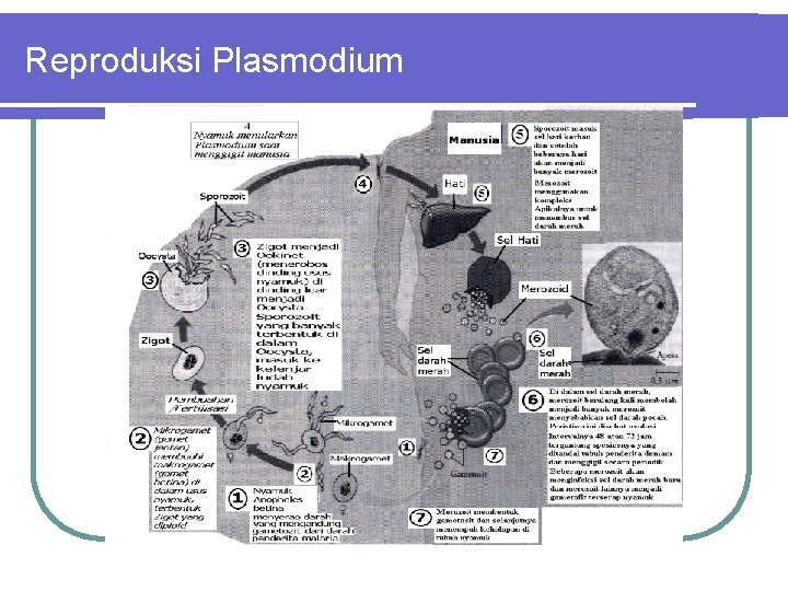 Reproduksi Plasmodium 