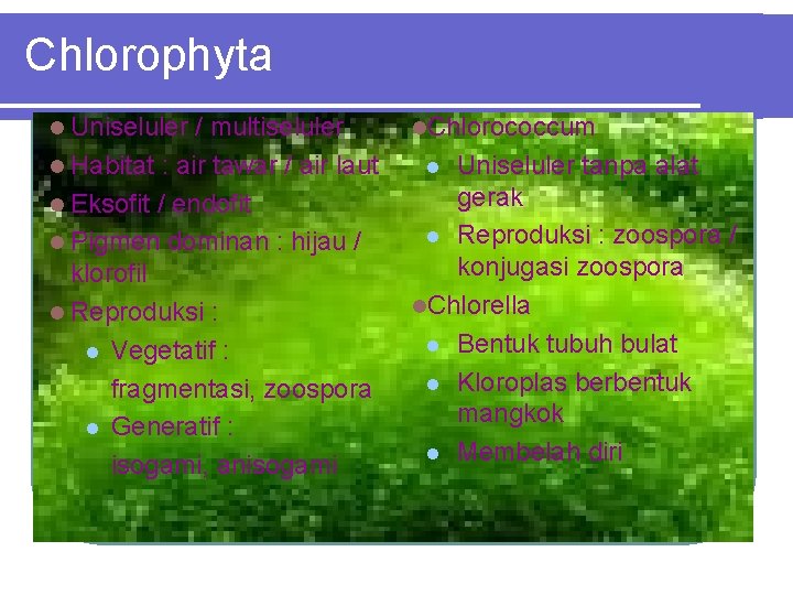 Chlorophyta Uniseluler / multiseluler Habitat : air tawar / air laut Eksofit / endofit