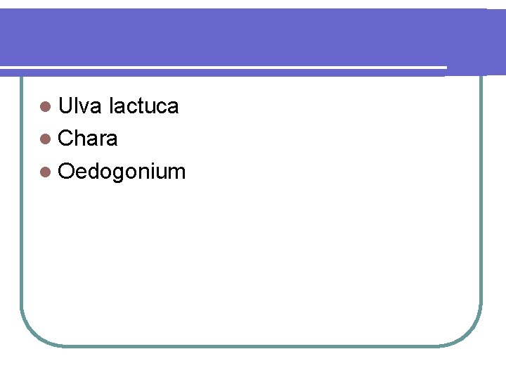  Ulva lactuca Chara Oedogonium 