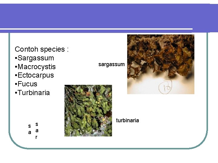 Contoh species : • Sargassum • Macrocystis • Ectocarpus • Fucus • Turbinaria s