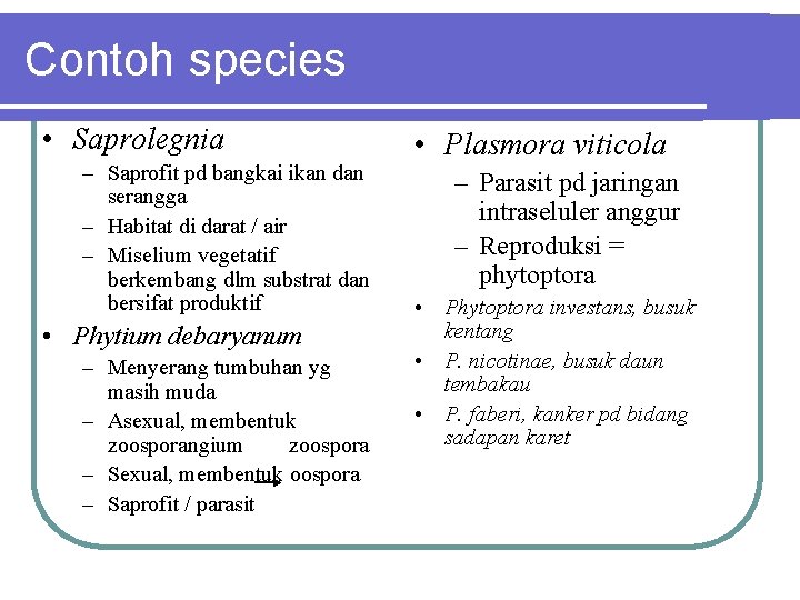 Contoh species • Saprolegnia – Saprofit pd bangkai ikan dan serangga – Habitat di