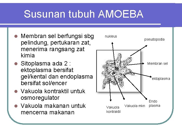 Susunan tubuh AMOEBA Membran sel berfungsi sbg pelindung, pertukaran zat, menerima rangsang zat kimia