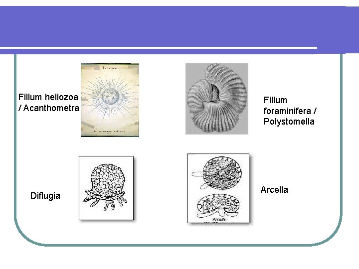 Fillum heliozoa / Acanthometra Diflugia Fillum foraminifera / Polystomella Arcella 