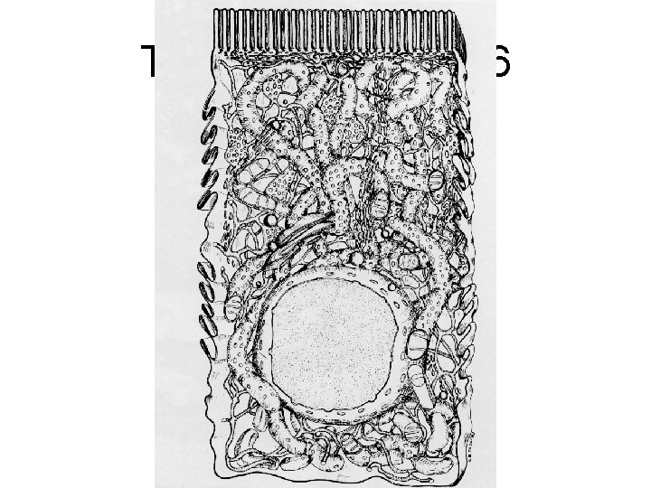 Thiéry, G 1983 Fig 6 