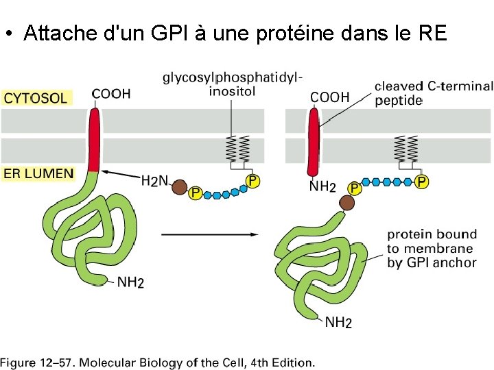  • Attache d'un GPI à une protéine dans le RE Fig 12 -57