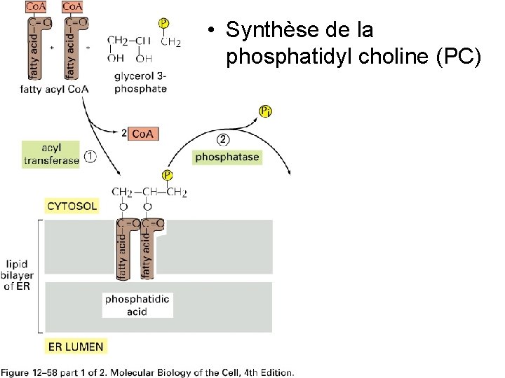  • Synthèse de la phosphatidyl choline (PC) Fig 12 -58(A) 