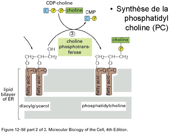  • Synthèse de la phosphatidyl choline (PC) Fig 12 -58(B) 