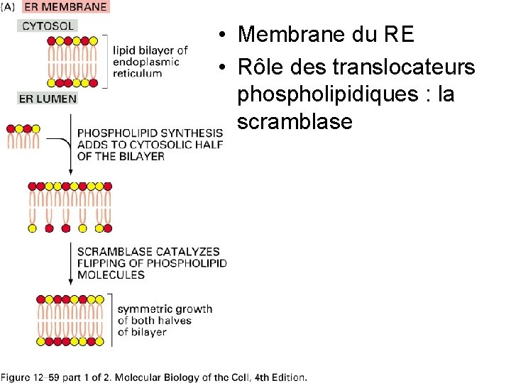  • Membrane du RE • Rôle des translocateurs phospholipidiques : la scramblase Fig