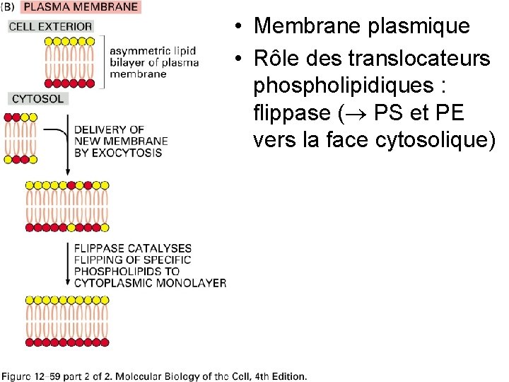  • Membrane plasmique • Rôle des translocateurs phospholipidiques : flippase ( PS et