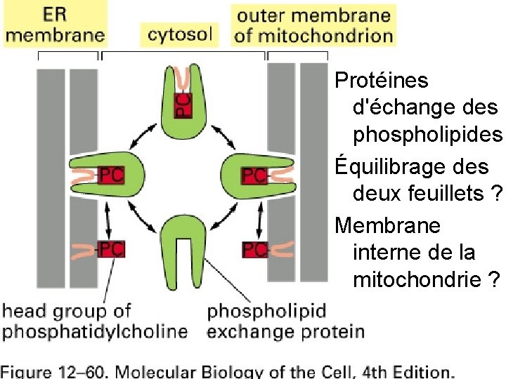 Fig 12 -60 Protéines d'échange des phospholipides Équilibrage des deux feuillets ? Membrane interne