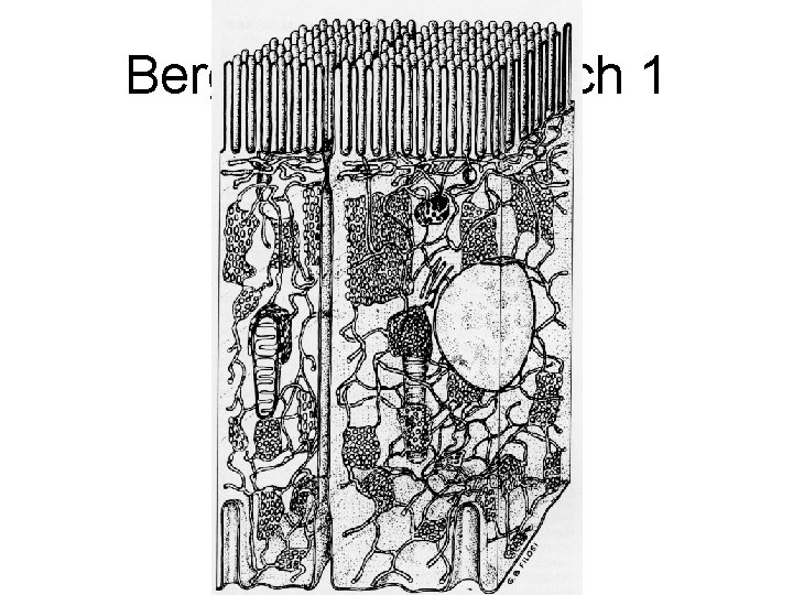 Bergeron, M 1981 Sch 1 