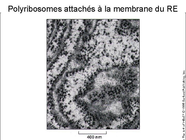 Polyribosomes attachés à la membrane du RE 