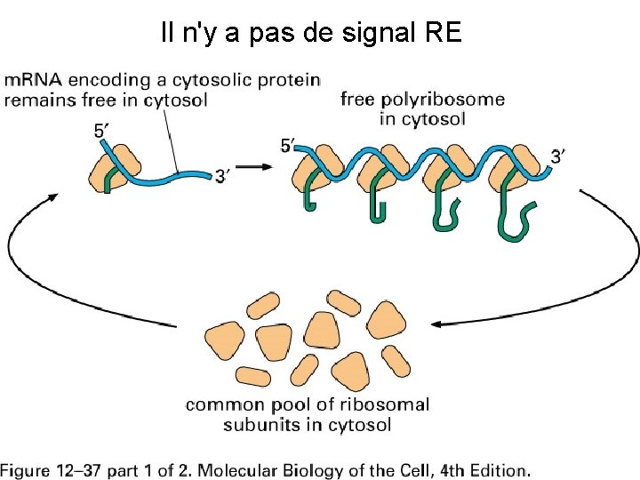 Il n'y a pas de signal RE Fig 12 -37(A) 