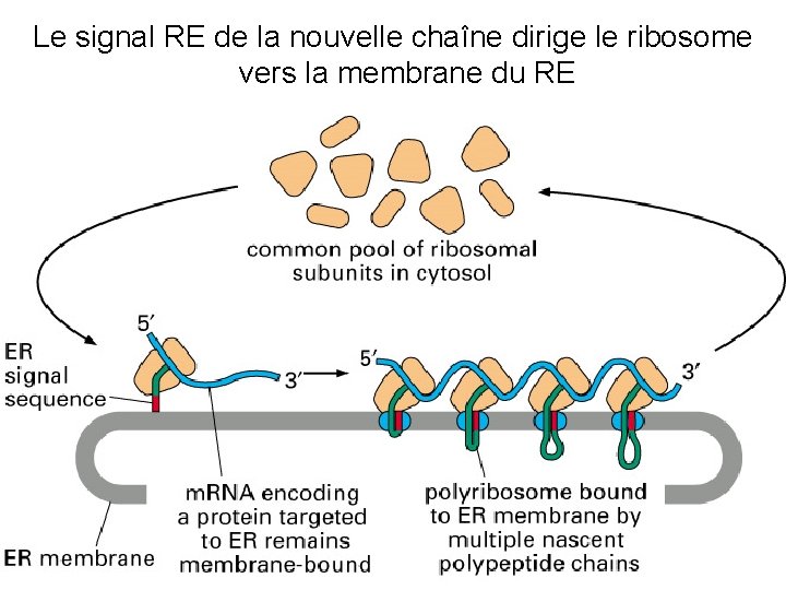 Le signal RE de la nouvelle chaîne dirige le ribosome vers la membrane du