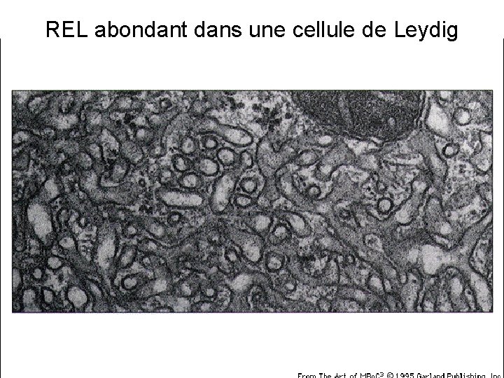 REL abondant dans une cellule de Leydig Fig 12 -38(A) 