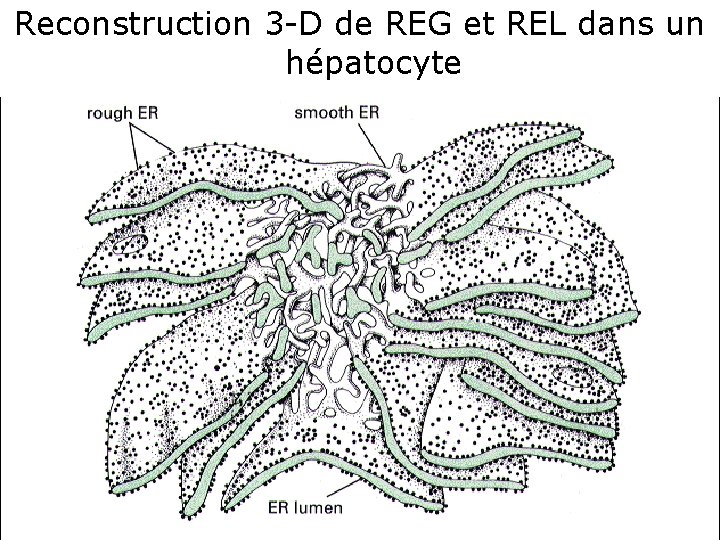 Reconstruction 3 -D de REG et REL dans un hépatocyte Fig 12 -38(B) 