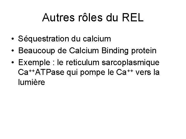 Autres rôles du REL • Séquestration du calcium • Beaucoup de Calcium Binding protein