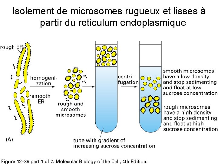 Isolement de microsomes rugueux et lisses à partir du reticulum endoplasmique Fig 12 -39(A)