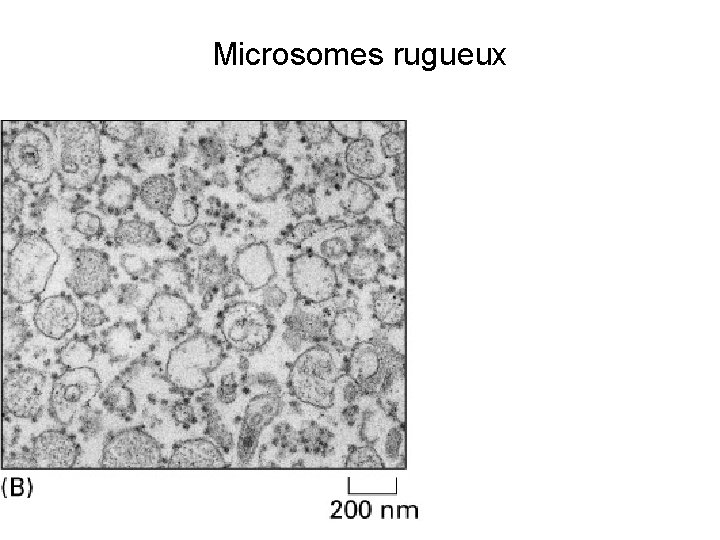 Microsomes rugueux Fig 12 -39(B) 