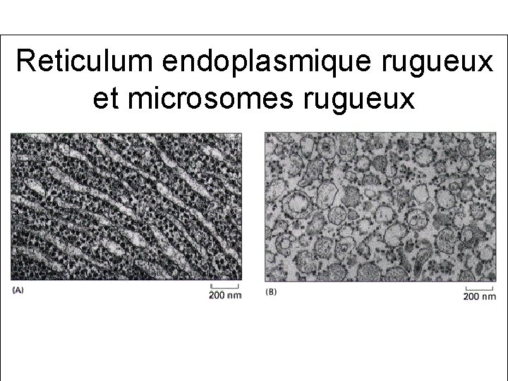 Reticulum endoplasmique rugueux et microsomes rugueux 