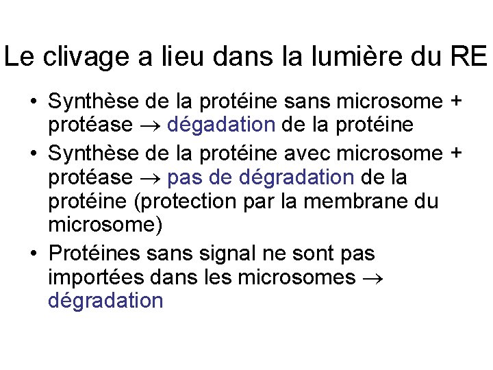 Le clivage a lieu dans la lumière du RE • Synthèse de la protéine