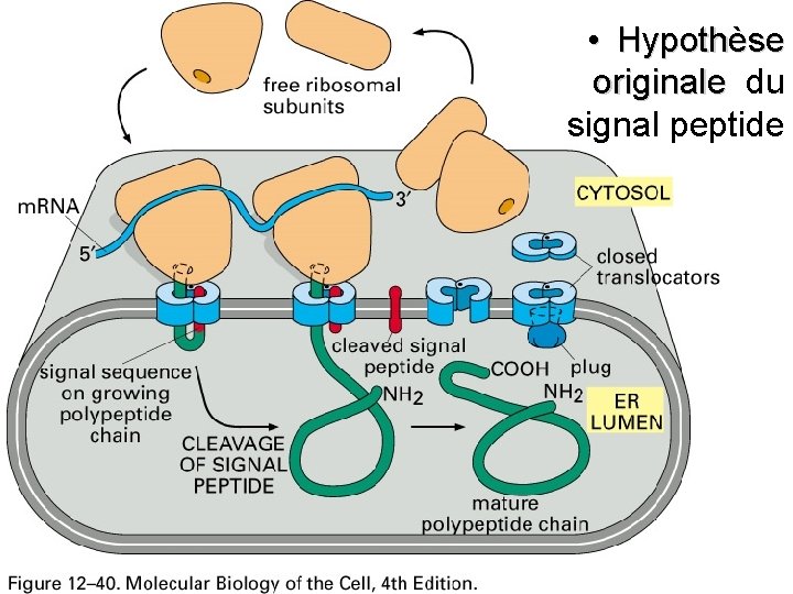  • Hypothèse originale du originale signal peptide Fig 12 -40 