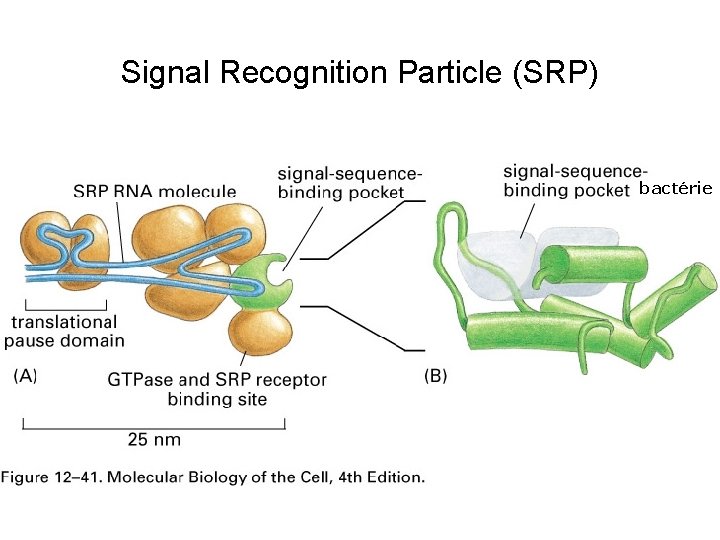Signal Recognition Particle (SRP) bactérie Fig 12 -41 