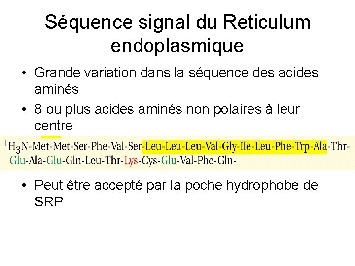 Séquence signal du Reticulum endoplasmique • Grande variation dans la séquence des acides aminés