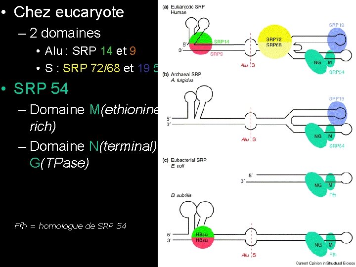  • Chez eucaryote – 2 domaines • Alu : SRP 14 et 9