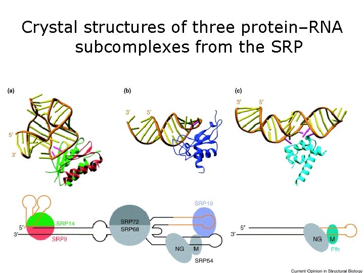 Crystal structures of three protein–RNA subcomplexes from the SRP Wild, K 2002 fig 2