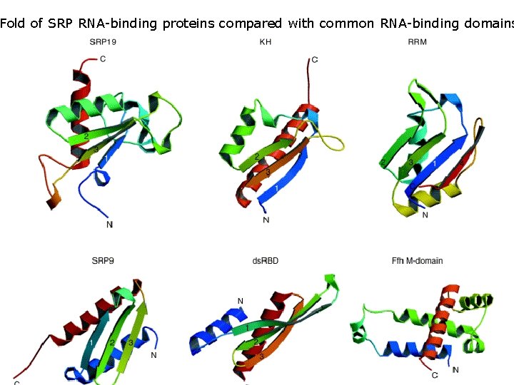 Fold of SRP RNA-binding proteins compared with common RNA-binding domains Wild, K 2002 fig