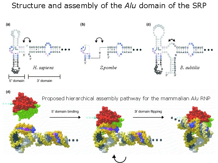 Structure and assembly of the Alu domain of the SRP H. sapiens S. pombe