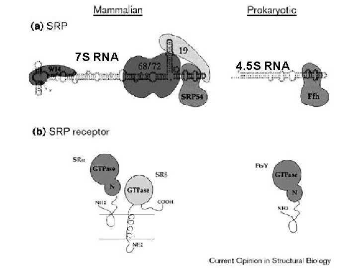 7 S RNA 4. 5 S RNA Stroud, RM 1999 Fig 2 