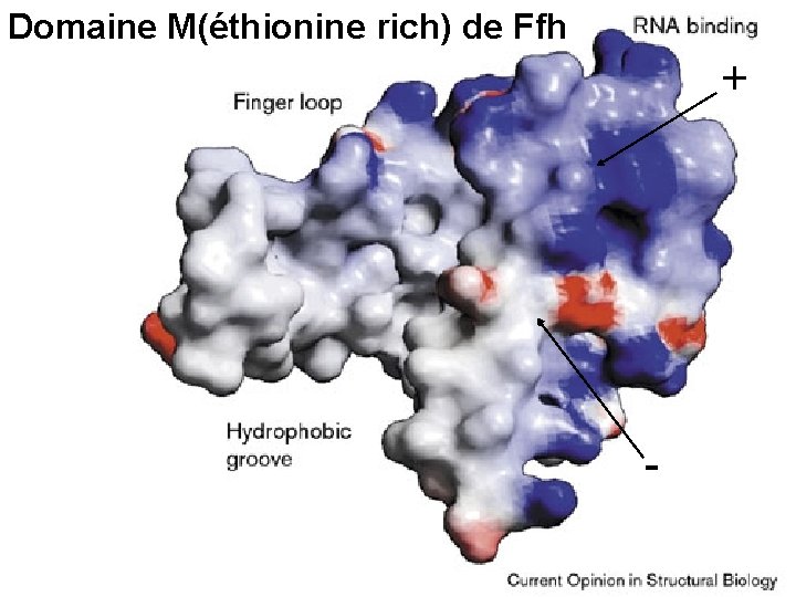 Domaine M(éthionine rich) de Ffh + Stroud, RM 1999 Fig 3 - 