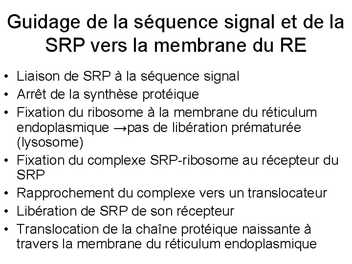 Guidage de la séquence signal et de la SRP vers la membrane du RE