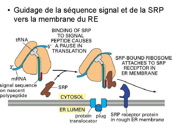  • Guidage de la séquence signal et de la SRP vers la membrane