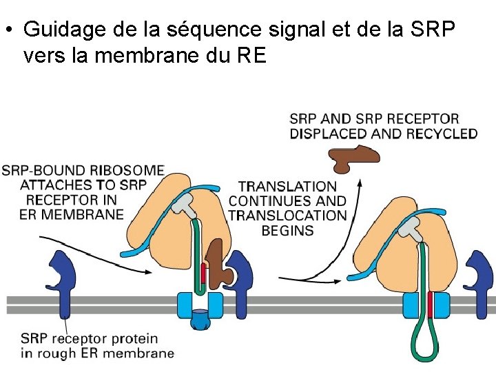  • Guidage de la séquence signal et de la SRP vers la membrane