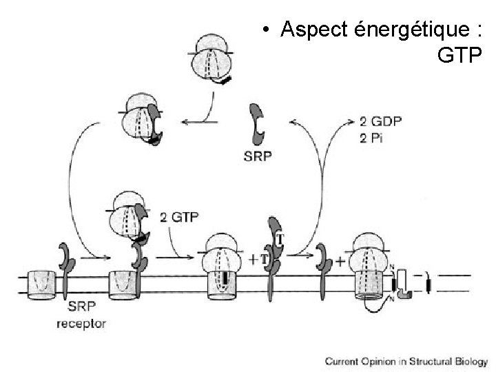  • Aspect énergétique : GTP Stroud, RM 1999 Fig 1 